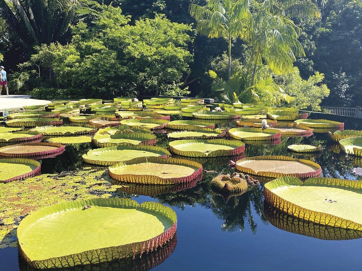 🌳 이마바리 시민의 숲 플라워 파크 (이마바리 시민노모리 후라와파쿠) 이미지 5